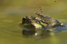 Edible hybrid frog, Pelophylax kl. esculentus, Pelophylax, grenouille verte, Grenouille comestible, Common green frog, Matthieu Berroneau, sac vocaux, chant, song, sing