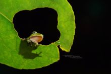 Leptopelis kivuensis, Ouganda, Kivu tree frog, Uganda, Matthieu Berroneau