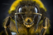 Bourdon terrestre - Buff-tailed Bumblebee