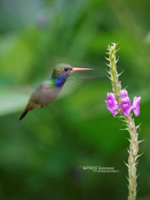 Colibri, Hylocharis eliciae, Matthieu Berroneau, Costa Rica