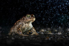 Epidalea calamita, Natterjack toad, toad, Crapaud calamite, Matthieu Berroneau, France, pluie, rain, bad weather, tempête, goutte d'eau, drop