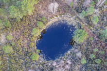 Lagunes et landes humides du massif landais