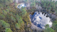 Lagunes et landes humides du massif landais