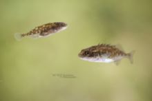 Pungitius pungitius, Epinochette, Tiendoornige stekelbaars, Nine-spined Stickleback, Ninespine Stickleback, Matthieu Berroneau, kymmenpiikki, épinoche à neuf épines, nipigget stingsild