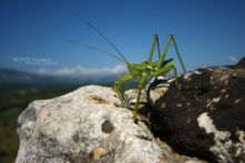 Saga natoliae, Anatolian Predatory Bush-cricket, Saga, Matthieu Berroneau