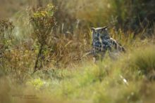 Bubo bubo, Hibou grand-duc, Grand-duc d'Europe, Búho real, Eurasian Eagle-Owl, uhu,