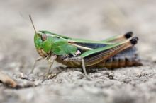 Stenobothrus lineatus, Matthieu Berroneau, Stripe-winged Grasshopper, Criquet de la Palène, Sténobothre ligné, Heidegrashüpfer, zoemertje, Saltamontes de ala Listada