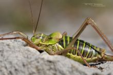 Ephippiger ephippiger, Éphippigère des vignes, Steppen-Sattelschrecke, Saddle-backed Bush Cricket, kobylka révová