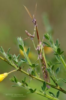 Empusa pennata, Empuse pennée, diablotin, Mantis palo, Empuse commune, Matthieu Berroneau