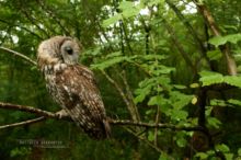 Chouette hulotte, Tawny Owl, Waldkauz, Cabrioila, Cárabo