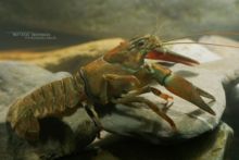 Ecrevisse du Pacifique, Ecrevisse Signal, Pacifastacus leniusculus, Signal Crayfish, Ecrevisse du Pacifique, Écrevisse signal, Lagostim-Sinal, Langostino de río, espèce exotique, exotic species