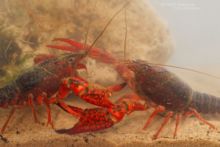 Ecrevisse de Louisiane, Procambarus clarkii, Red Swamp Crayfish, Roter Amerikanischer Sumpfkrebs, Gambero killer, Cangrejo americano, Lagostim-vermelho-do-Louisiana, Matthieu Berroneau