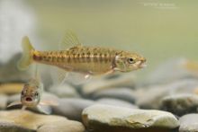 Vairon, Phoxinus phoxinus, Bitterfisch, Sanguinerola, Elritse, European Minnow