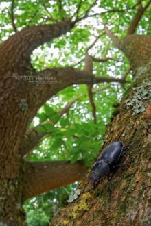 Lucane cerf-volant, Lucanus cervus, Stag Beetle, groot vliegend hert, Hirschkäfer, Cervo Volante, Ciervo Volante, Matthieu Berroneau