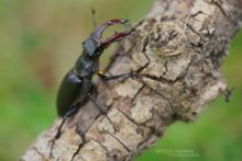 Lucane cerf-volant, Lucanus cervus, Stag Beetle, groot vliegend hert, Hirschkäfer, Cervo Volante, Ciervo Volante, Matthieu Berroneau