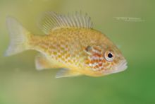 Lepomis gibbosus, Perche-soleil, Gemeiner Sonnenbarsch, Pumpkinseed Sunfish, Achigan à petite bouche, Perca-sol, Persico sole, Matthieu Berroneau, France, exotic species, espèce exotique