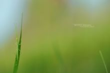 Clonopsis gallica, French stick insect, Phasme gaulois, Gallische wandelende tak, Matthieu Berroneau