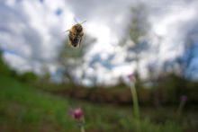 Bombus, bourdon, vol, flight, in fly, insect, Matthieu Berroneau