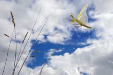 Mante religieuse, European Mantid, Mantis religiosa, en vol, vol, Matthieu Berroneau, sky, ciel, in flight