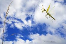 Mante religieuse, European Mantid, Mantis religiosa, en vol, vol, Matthieu Berroneau, sky, ciel, in flight