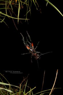 Grillon champêtre, Gryllus campestris, jump, European Field Cricket, saut, nuit, night, Matthieu Berroneau