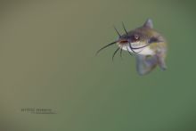 Poisson-chat commun, Ameiurus melas, Black bullhead, poisson, Matthieu Berroneau, France, exotic species, espèce éxotique