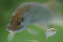 Esox aquitanicus, rutilus rutilus, brochet, gardon, pike, roach, France, Matthieu Berroneau, chasse, hunt