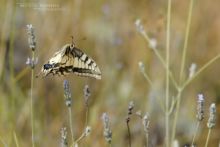 Papilio machaon, Common Swallowtail, Grand porte-queue, Macaón, Mariposa cometa macaón, flight, fly, vol, Matthieu Berroneau