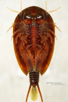 Lepidurus apus, Matthieu Berroneau, Frühjahrs-Rückenschaler, Frühjahrs-Schildkrebs, Golden Tadpole Shrimp, Schuppenschwanz, France, Matthieu Berroneau