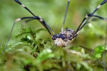 Gyas titanus, Matthieu Berroneau