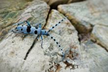 Rosalie des Alpes, Rosalia alpina, Rosalia longicorn, Alpine longhorn Rosalia, Matthieu Berroneau