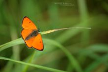 Cuivré des marais, Lycaena , Grand cuivré, Large Copper, Großer Feuerfalter, Licena delle paludi, Manto Grandedispar