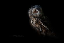 Asio otus, Long-eared Owl, Hibou moyen-duc, Matthieu Berroneau