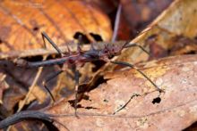 Hoploclonia gecko, Matthieu Berroneau, phasme, stick, insect, Gecko Stick Insect, Matthieu Berroneau, Malaysia, Malaisie