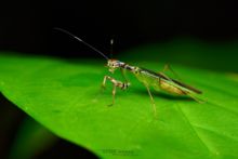 Hapalopeza, Matthieu Berroneau, Borneo, Malaysia, Malaisie