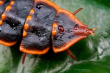 Platerodrilus, Matthieu Berroneau, Malaysia, Malaisie, Borneo