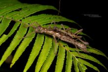 Hoploclonia gecko, Matthieu Berroneau, phasme, stick, insect, Gecko Stick Insect, Matthieu Berroneau, Malaysia, Malaisie