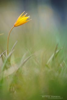 Tulipa sylvestris, Matthieu Berroneau, Tulipe sauvage