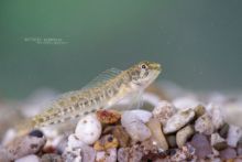 Blennie fluviatile, Salaria fluviatilis, Freshwater Blenny, Cagnetta, Caboz-de-água-doce, Matthieu Berroneau, poisson, fish