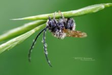 Eucera sp., Matthieu Berroneau