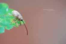 Curculio glandium, Charançon du chêne, Matthieu Berroneau