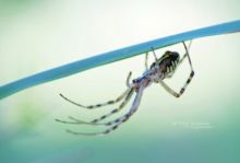 Argiope bruennichi, Argiope frelon, Épeire fasciée, Wasp Spider, Matthieu Berroneau