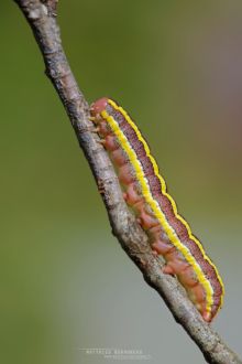 Noctuelle du pois , Broom Moth, Ceramica pisi, chenille, caterpillar, matthieu Berroneau