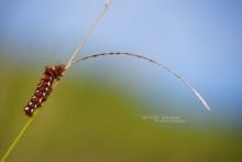 Noctuelle de la Patience, Acronicta rumicis, chenille, caterpillar, Matthieu Berroneau, Knot Grass, Ampfereule, Zuringuil, Matthieu Berroneau