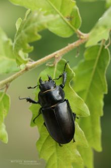 Lucane cerf-volant, Lucanus cervus, Stag Beetle, groot vliegend hert, Hirschkäfer, Cervo Volante, Ciervo Volante, Matthieu Berroneau