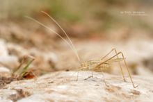 Phanéroptère liliacé, Sauterelle feuille-de-lys, Lily Bush-cricket, Lilienblatt-Sichelschrecke, Matthieu Berroneau