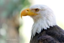 Haliaeetus leucocephalus, Pygargue à tête blanche, American Bald Eagle, Matthieu Berroneau, head, tête