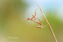 Empusa pennata, Empuse pennée, diablotin, Mantis palo, Empuse commune, Matthieu Berroneau