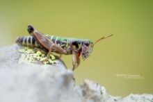 Miramelle pyrénéenne, Cophopodisma pyrenaea, insecte, criquet, sauterelle, endémique, Pyrénées, Matthieu Berroneau