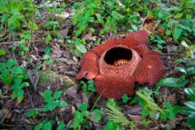 Rafflesia keithii, Malaysia, Malaisie, Borneo, Matthieu Berroneau